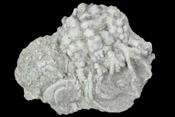 Fossil Crinoid (Rhodocrinites) Crown - Gilmore City, Iowa #102967